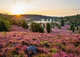 Wacholderlandschaft Wacholderlandschaft