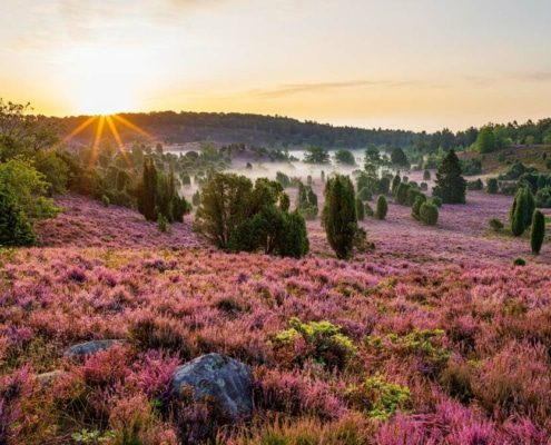 Wacholderlandschaft Wacholderlandschaft