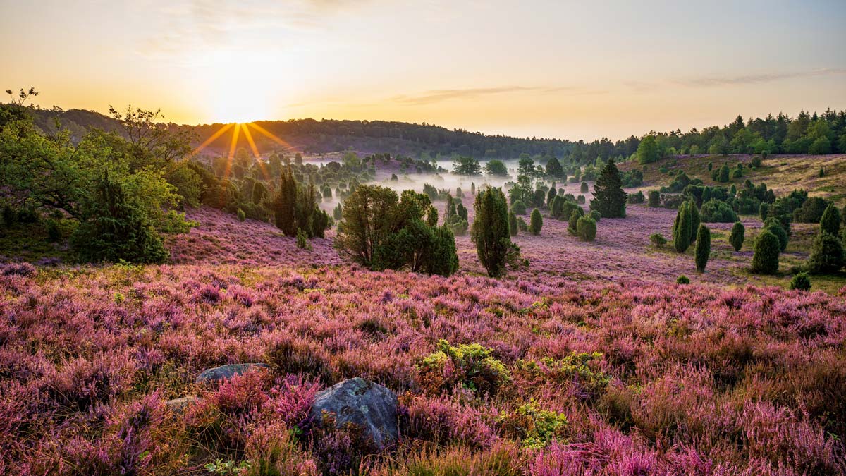 Wacholderlandschaft roleca pharma wacholderheide