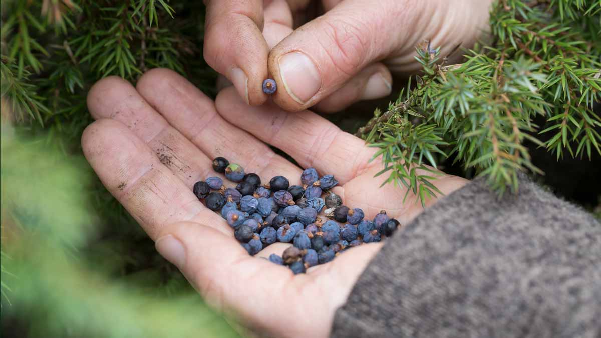 ROLECA_Wacholderlese ROLECA_Wacholderlese