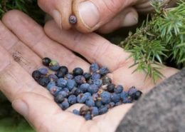 ROLECA_Wacholderernte ROLECA Wacholderernte