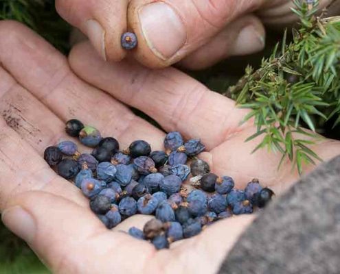 ROLECA_Wacholderernte ROLECA Wacholderernte