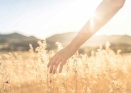 roleca_zufrieden roleca zufrieden kornfeld